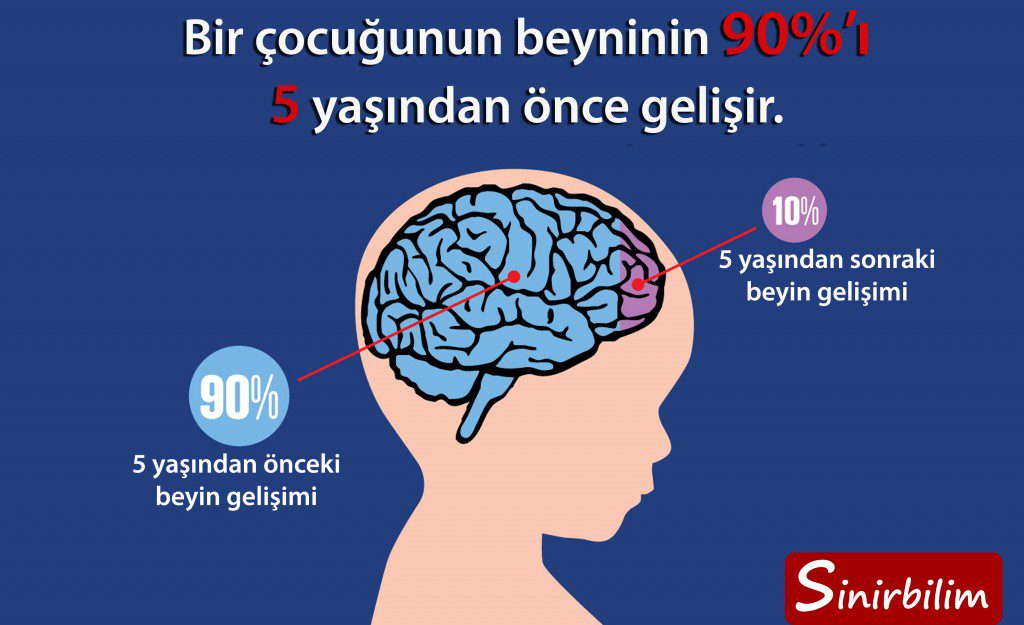 Beyin Gelişimi İçin İlk Yıllar Çok Önemlidir