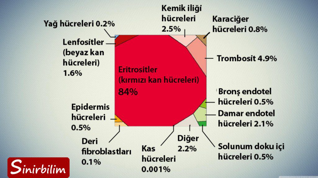 Vücuttaki Hücrelerin Dağılımı