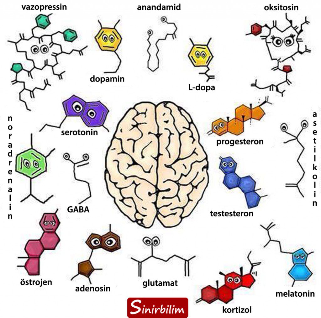 beyindeki nörotransmitterler