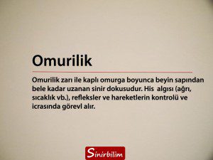 Omurilik