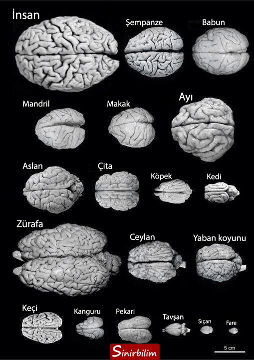 canlıların beyin büyüklükleri