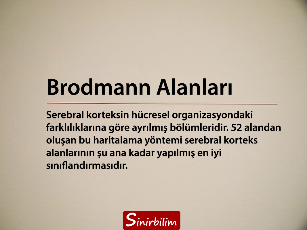 Brodmann Alanları