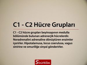 C1 - C2 Hücre Grupları