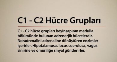 C1 - C2 Hücre Grupları