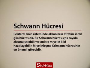 Schwann Hücresi