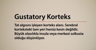 Gustatory Korteks
