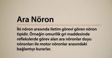 Ara Nöron