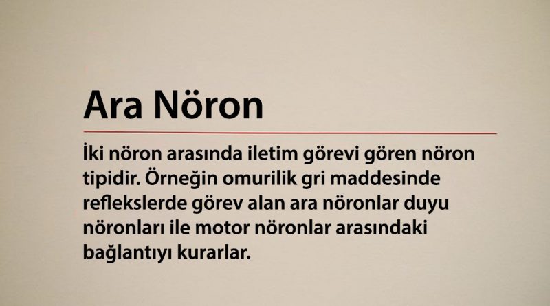 Ara Nöron