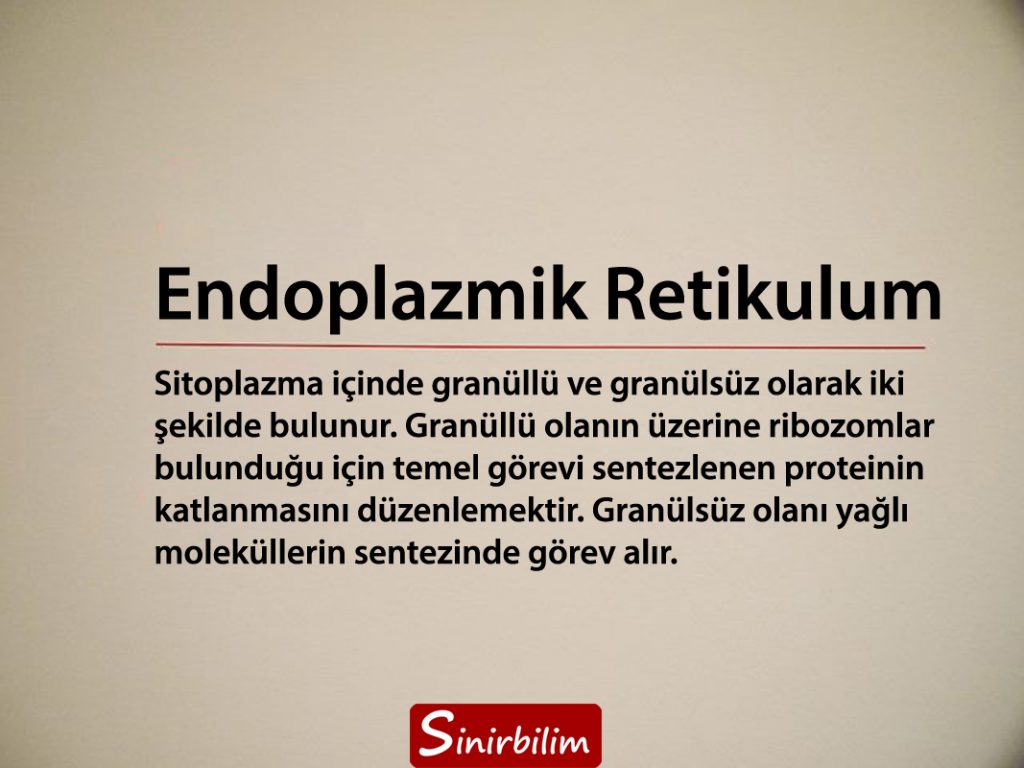 Endoplazmik Retikulum