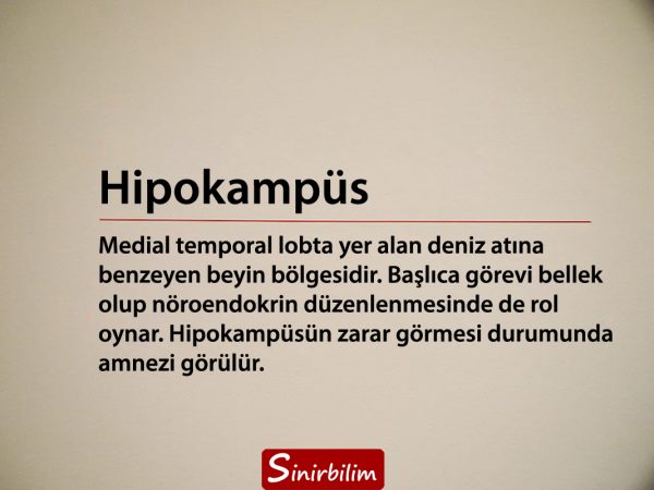 Hipokampus Nedir?