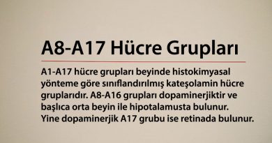 A8-A17 Hücre Grupları
