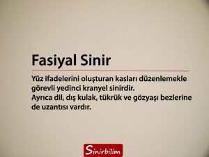 Fasiyal Sinir