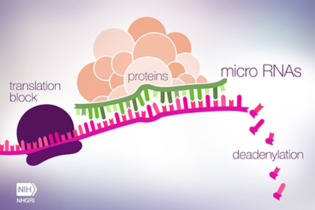 Mikro RNA'lar ve Sinir Sistemindeki Görevleri