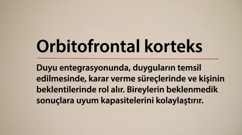 Orbitofrontal Korteks