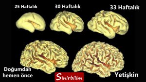 Beyin Kıvrımları