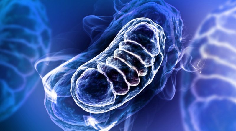 Mitokondriyel DNA Nasıl Oluştu?