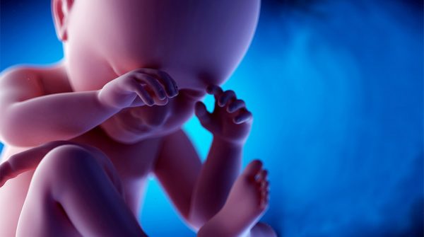 Fetal Programlama Nedir?