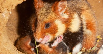 Sürekli Mısır Yiyen Hamsterlar Sonunda Yavrularını Yemeye Başladı