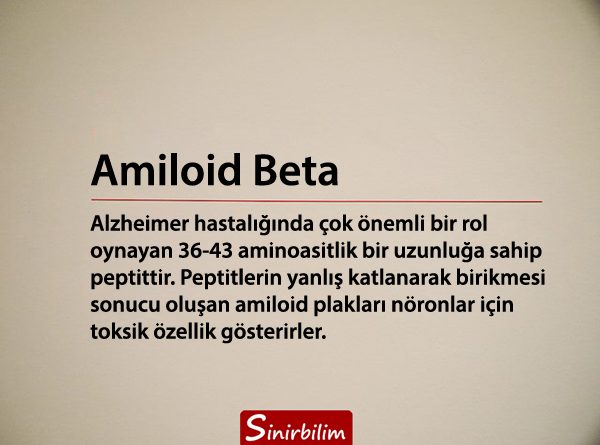 Amiloid Beta Plakları ve Oligomerleri