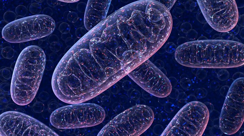 Mitokondri Transferi Nasıl Yapılır?