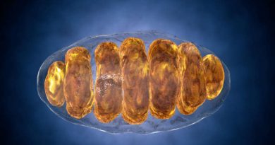 Mitokondriyal DNA Hem Anne Hem Babadan Ortak Aktarılıyor Olabilir