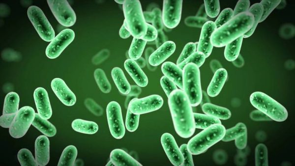 Antibiyotik Direncini Kırabilecek Yeni Bir Bakteri Suşu Bulundu