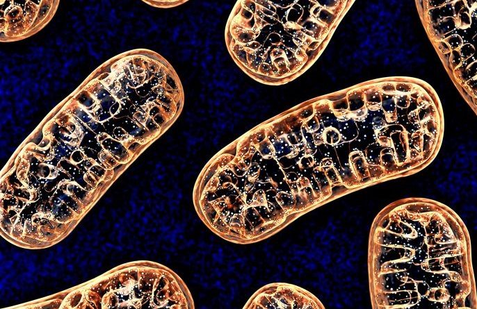 Parkinson Hastalığının Nedenlerinden Biri Mitokondrideki Mutasyonlar Olabilir