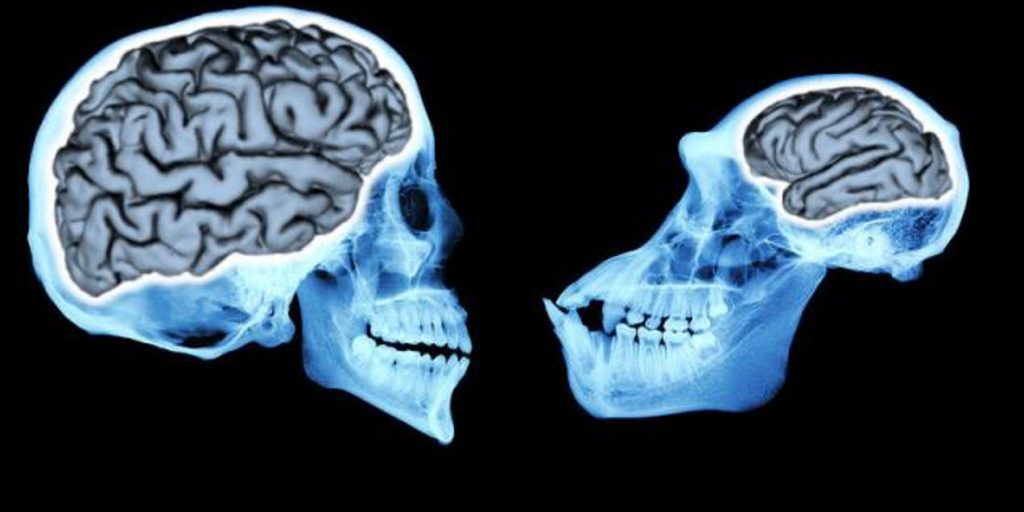 İnsan Beyninin Evrimi Nasıl Gerçekleşti