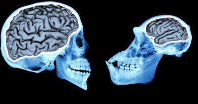 İnsan Beyninin Evrimi Nasıl Gerçekleşti
