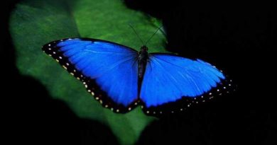 Mavi Renk Canlılarda Neden Çok Nadir Bulunur?